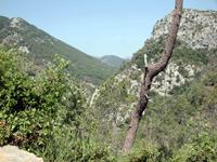 Olivetta