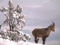 Natur