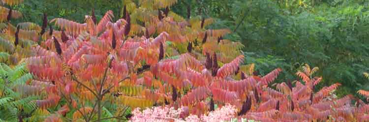 BalavataHerbst