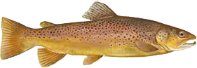 trout