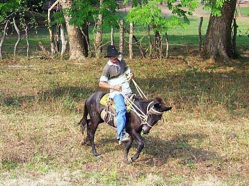 Ein Llanero