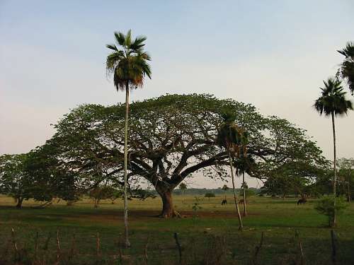 http://members.inode.at/841268/llanos/saman.jpg