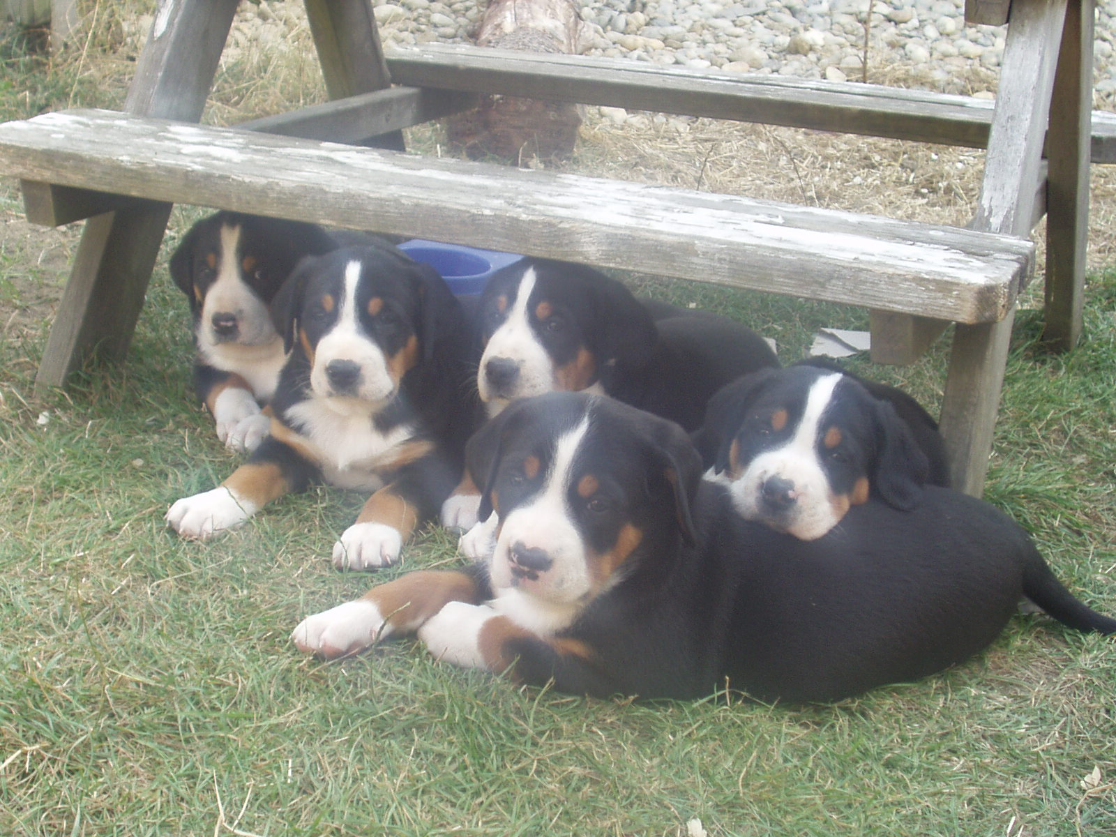 puppies 2004