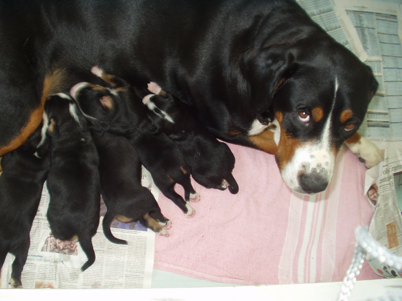 Dodo & kids 2004