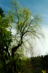 Weeping willow, preview