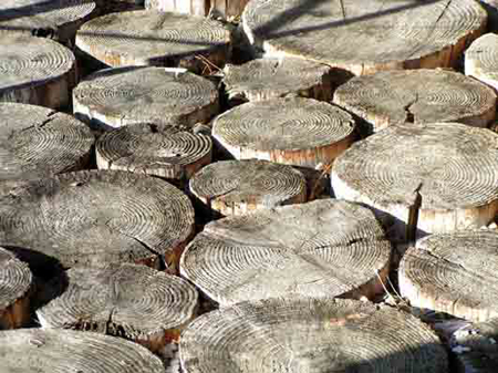 Holz1
