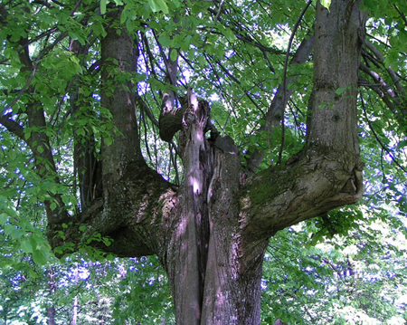 baumgeist