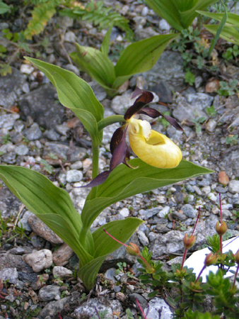 frauenschuh