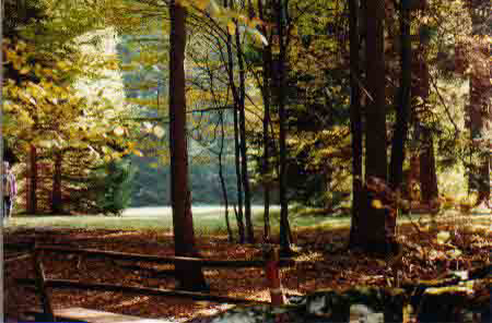 herbstwald