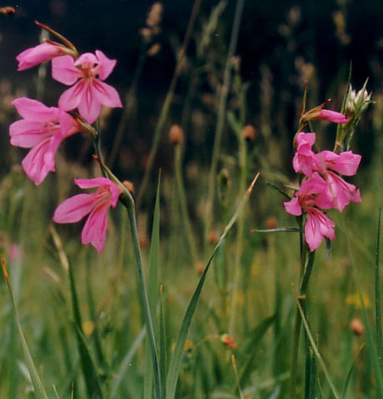illyrischeGladiole