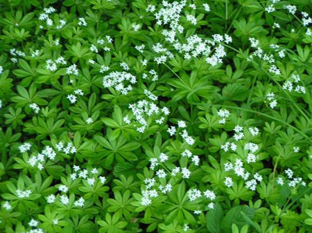 waldmeister