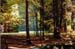 herbstwald
