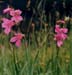 illyrischeGladiole