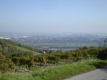 Weinbau in Wien
