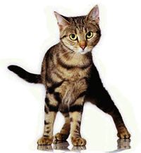 Katze